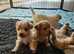 Beautiful health tested Maltipoos