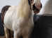 16hh cob to make 16.2hh