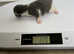 Beautiful half khao manee litter of kittens for sale !