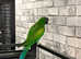 Very beautiful derbayn parrot