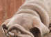 Reduced Price For An Outstanding  Rare Colour English Bulldog Puppies