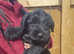 Giant Schnauzer x2 males available now