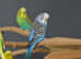 Budgies Pair (Babies and adults' pair Available) ,5