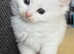 Ragdoll cross BSH kittens
