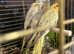 Cockateils for sale