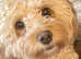 Vet checked Cavapoos 1 Chocolate boy left