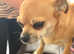 Chihuahua x