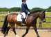 Rosa Lovely 14.1 Dales Cross Mare