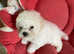 Paris Bichon Puppy