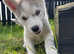 2 stunning husky pups in Co. Tyrone, don't miss out!!