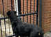 Rottweiler female for sale