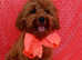 Cavapoo girl (red fox)