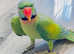 Stunning male moustache parrot