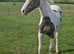 Stunning warm blood cross filly