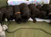 Rare breed champion lines Skye Terriers last boys reduced