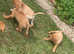 Beautiful red and yellow Labradors