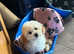 Cavapoonchon puppy