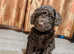 Stunning Cockerpoo puppies