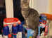 PLEASE READ THE ADD FIRST FEMALE KITTEN