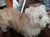 GLEN OF IMAAL TERRIER PUPPIES