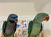 Stunning baby darbyan parrot
