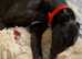 ***Fern Rescue*** 4 YO Greyhound
