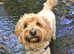 Dog walking in Chandler's Ford and surrounding areas for happy, healthy and relaxed dogs