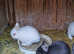 First class Netherlands Dwarf kits ready to leave Monday 19 May