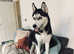 Siberian husky