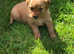 Dark golden retriever puppies 3 girls 1 boy our puppies are now 51/2 weeks and will leave us at 81/2 9 weeks they will be microchiped vet checked and