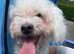 **Reduced **Zuchon bichon x shitzu ****no time wasters please ****