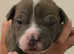 4 boys 3 girls pocket bully pups