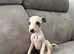 Ready now Gorgeous whippet puppies