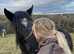 Beautiful 14.2 rising 4 Welsh/friesian mare for sale