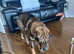 Shar Pei for sale (puppy) 14 months old.