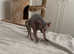 Adorable Sphynx Kittens for Sale - Ready for Their Forever Homes!