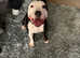 14 month old male staff £200