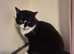 Beautiful male cat