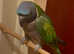 Stunning young Darbyan parrot