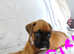 Boxer puppies red with black mask 5 weeks old 3 boys and 1 girl.