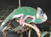 Baby Yemen Chameleons Normals & Pieds