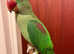 Baby talking alexandrine parrot