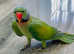 Stunning male moustache parrot