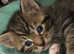 Three cute little boy kittens for sale