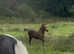 Colt foal