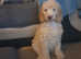 Standard poodle boy pup