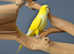 Baby Yellow Quaker,17