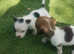 Miniature jack russles for new families