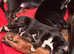 7 cute dobamute pups