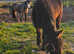 Cob filly raising 3